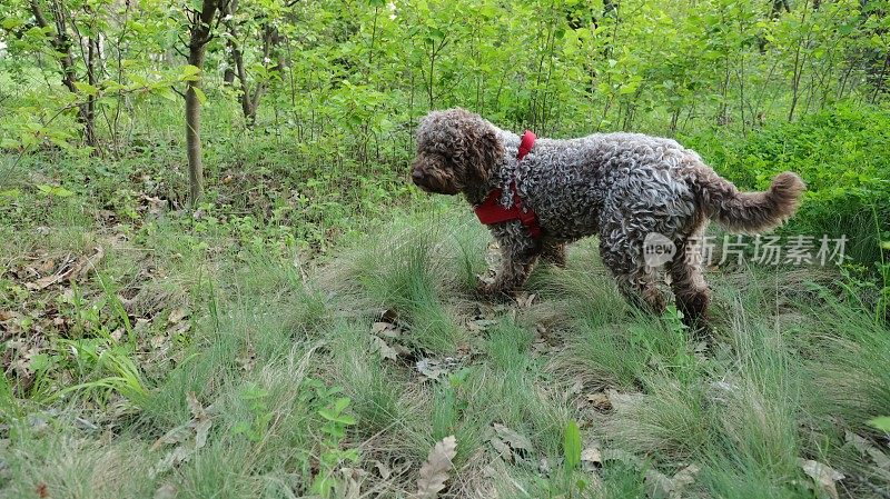 小狗雌性狗- Lagotto Romagnolo